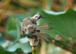 莲蓬上的白头鹎图片