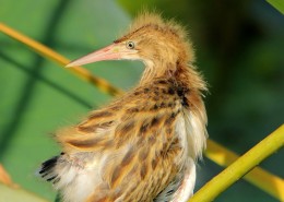 黄苇鳽幼鸟图片大全
