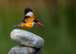 蓝翡翠图片大全