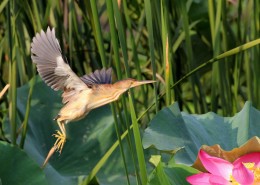 黄苇鳽的飞姿图片