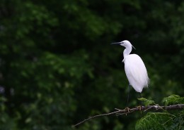 树上的白鹭图片