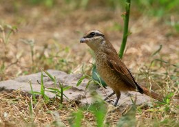 红尾伯劳图片大全