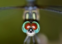 蜻蜓眼睛特写图片