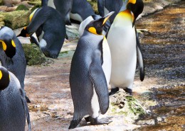 性情温顺的王企鹅图片