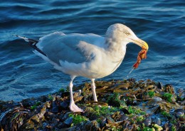 觅食的银鸥图片