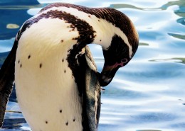 更喜温暖气候的洪堡企鹅图片