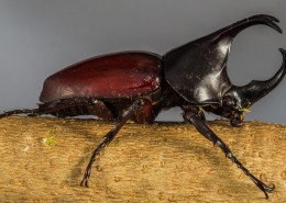 力大惊人的犀牛甲虫图片大全