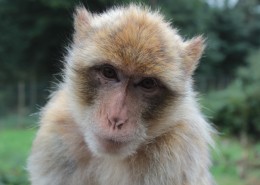 濒临灭绝的地中海猕猴图片