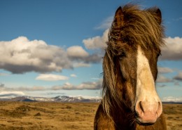纯洁血统的冰岛马图片大全