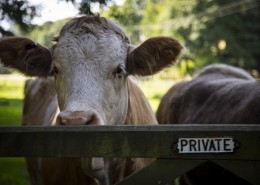 荷兰奶牛图片大全