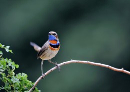 蓝点颏图片大全