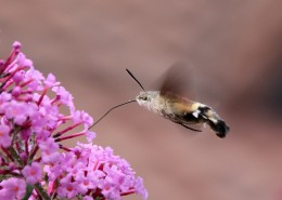 昆虫界的“四不像”——蜂鸟鹰蛾图片