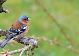 小型鸟类——燕雀图片大全