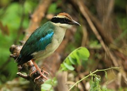 仙八色鸫鸟类图片