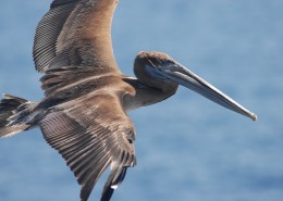 鹈鹕科的褐鹈鹕图片大全