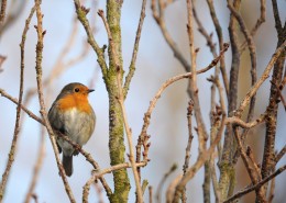 能“看见”地球磁场的知更鸟图片