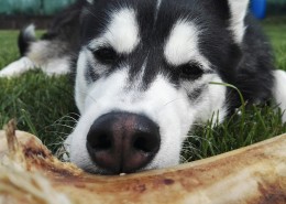 可爱狗狗哈士奇图片