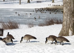 喜集群的加拿大黑雁图片