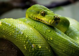 袖珍的绿树蟒图片