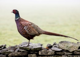 羽色华丽的雄雉鸡图片大全