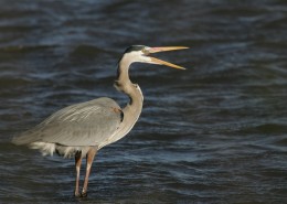 灰蓝色羽毛的大蓝鹭图片