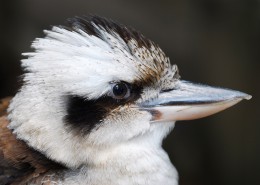 鸣声似狂笑的笑翠鸟图片大全