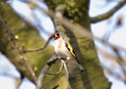 红额金翅雀图片