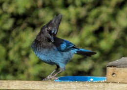 中型鸟类——松鸦图片
