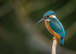 体羽艳丽的斑头大翠鸟图片