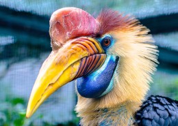 奇特珍贵的犀鸟图片