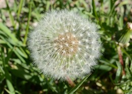 毛茸茸的蒲公英图片