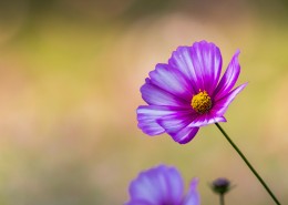 秋天的格桑花图片