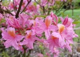 盛开的杜鹃花图片