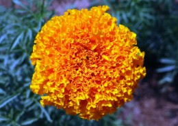 四季花万寿菊图片