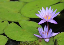 绽放的莲花图片