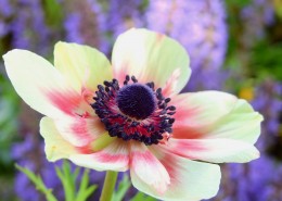 欧洲银莲花图片