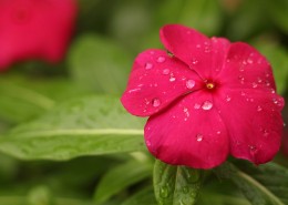 沾满水珠的鲜花图片