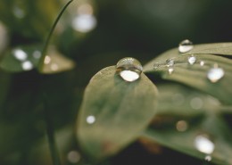 植物上的水珠图片