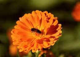 四季花万寿菊图片大全