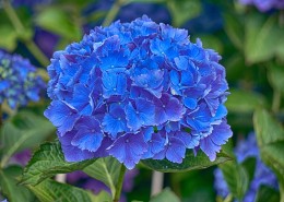 各色的绣球花图片