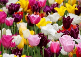颜色各异的郁金香图片