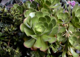 多肉植物特写图片