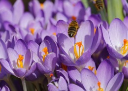 清新秀丽的番红花图片