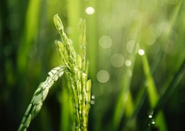 绿油油的小麦图片