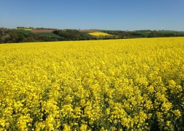 黄澄澄的油菜花田图片大全