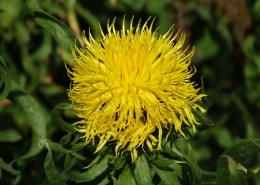 黄色的蒲公英图片