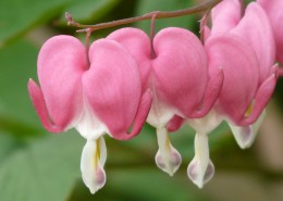 粉红色的荷包牡丹图片