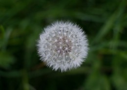 轻盈柔软的蒲公英图片