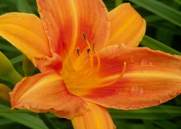 萱草花特写图片