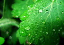 绿叶上的水珠图片